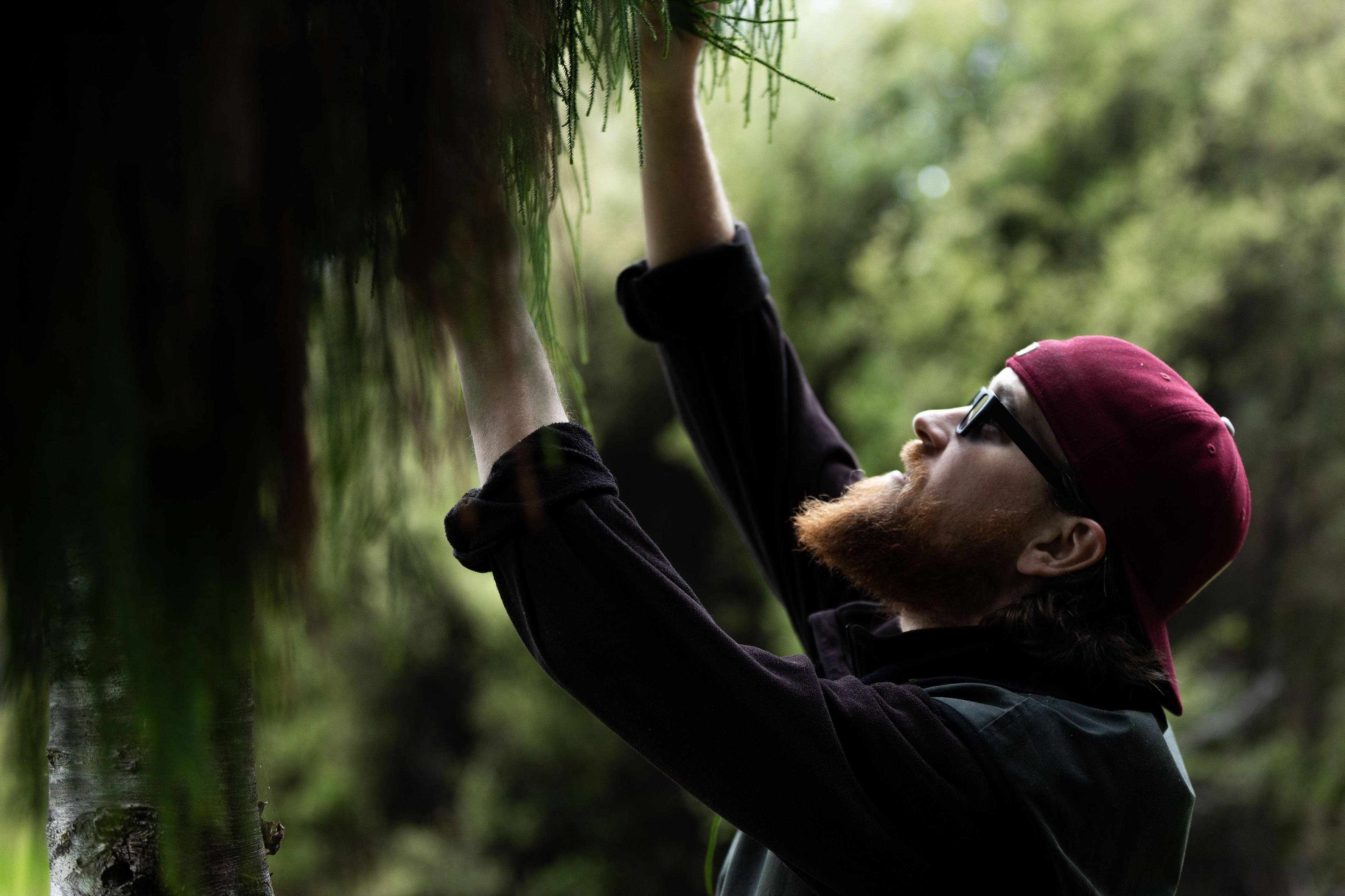 Person in a forest reaching up to touch a rimu tree branch