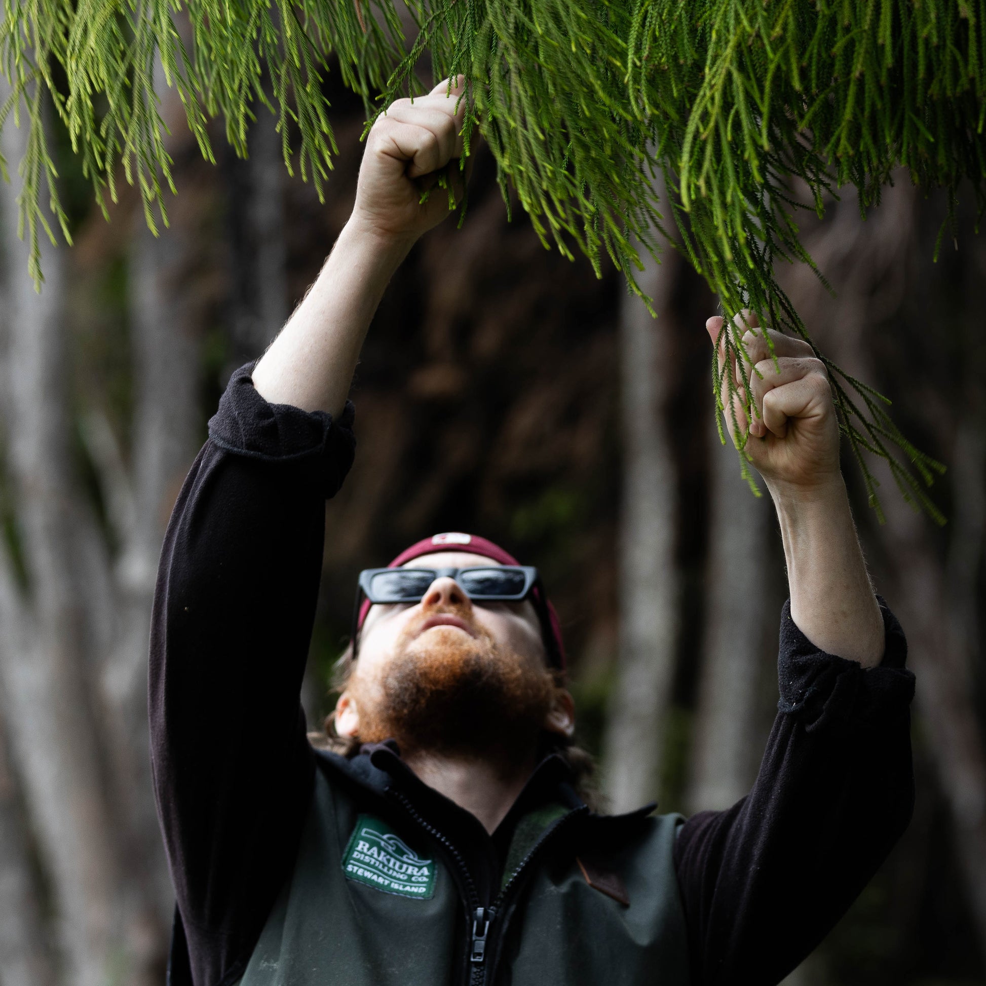 Person in a forest reaching up to touch a rimu tree branch