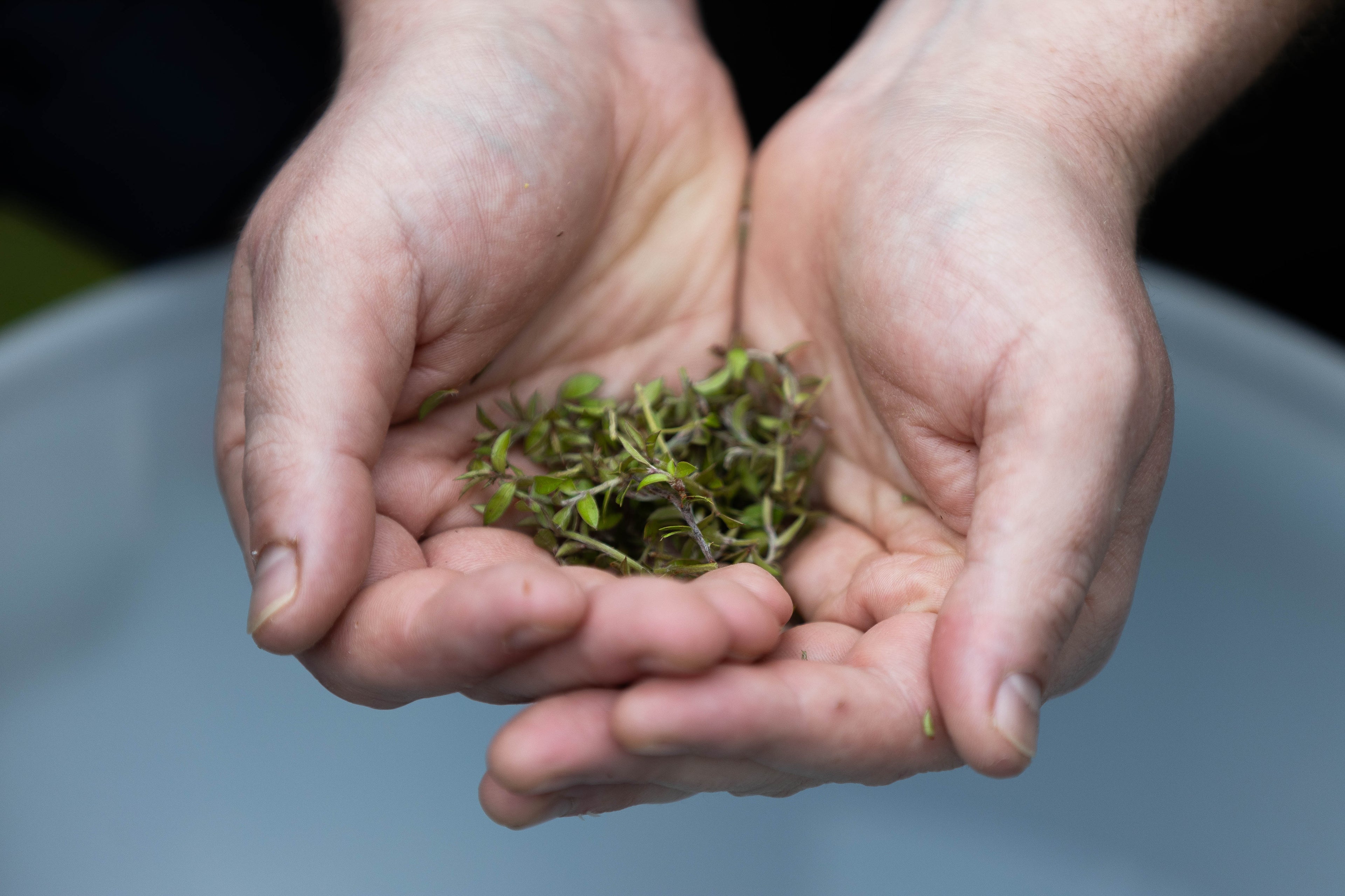 Hands holding a small amount of green leafy manuka plant against a blurred background